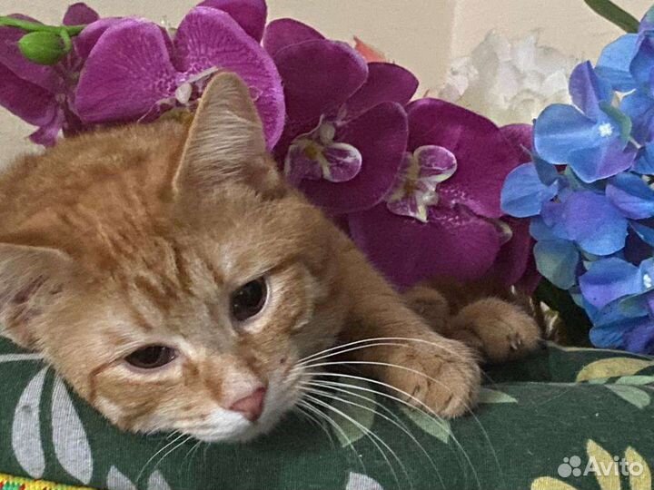 Кот рыжий бесплатно