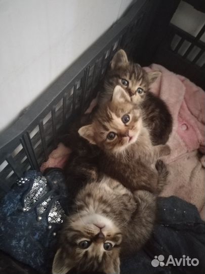 Кошка в дар