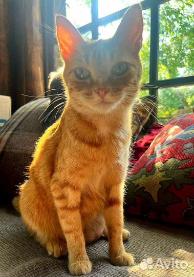 Кашки в добрые руки