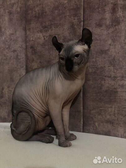 Канадский сфинкс эльф вязка