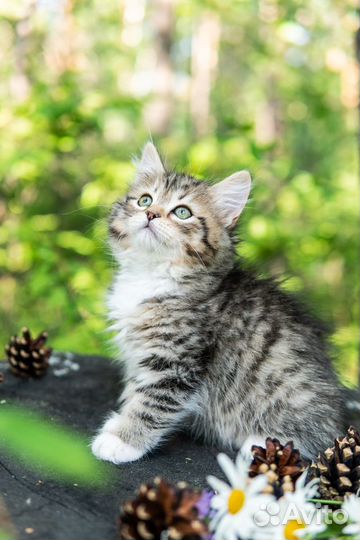 Чистопородные сибирские котята