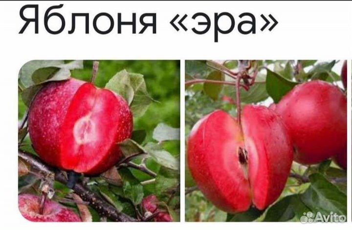 Запись на осень плодовые и декор, деревья, розы