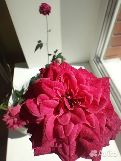 Роза комнатная Бенгальская.Только малиновый цвет