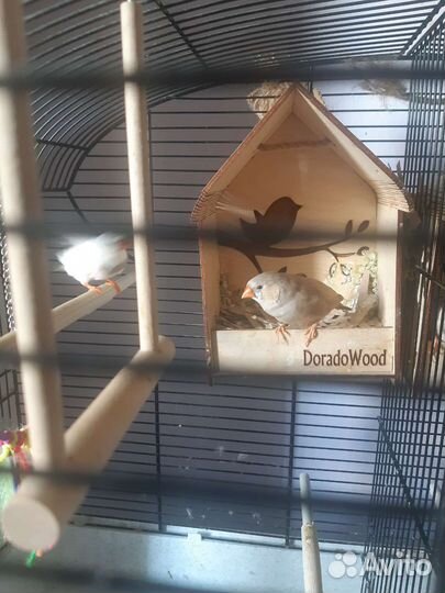 Зебровые амадины, семья (2 птицы)