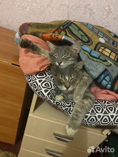 Кошки в добрые руки даром