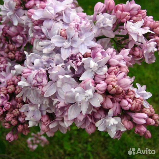 Сирень сортовая