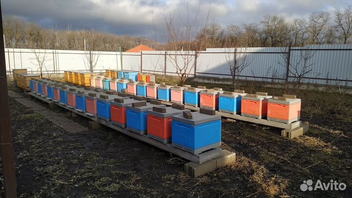 Пчелопакеты