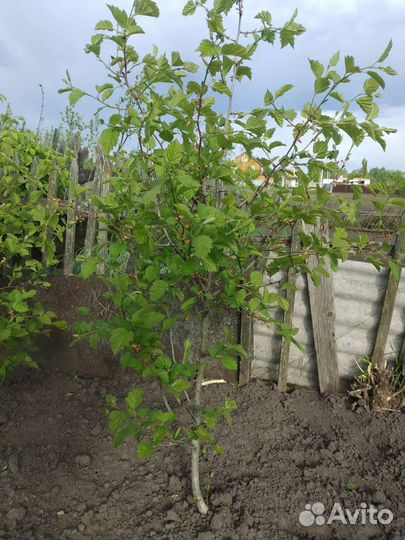 Боярышник черенки