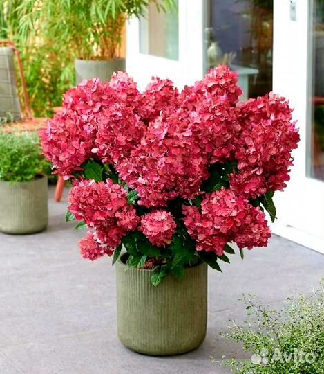 Гортензия на штамбе и кустом