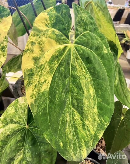 Антуриум Papillilaminum вариегатный