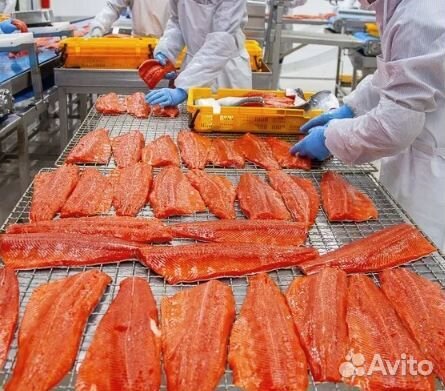 Обработчик рыбы. Питание, проживание. Платим сразу