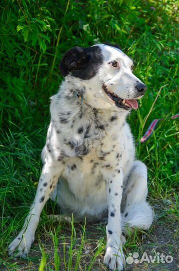 Собака в добрые руки