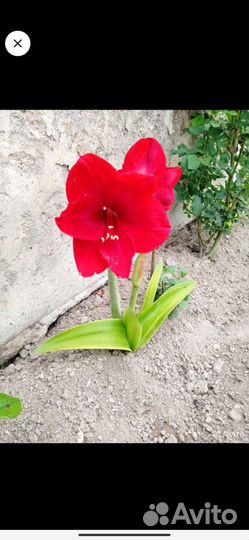 Гиппеаструм амариллис луковицы