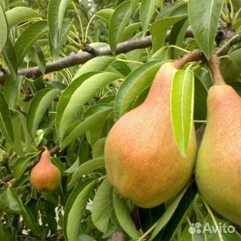 Груша Бессемянка