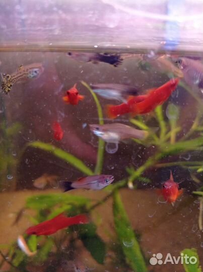 Аквариумная рыбы