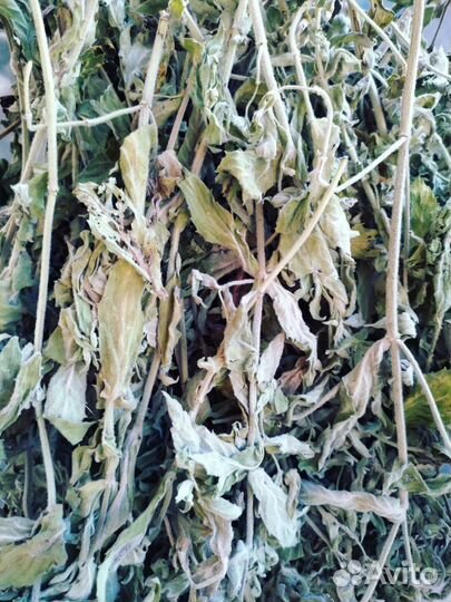 Мята сушеная