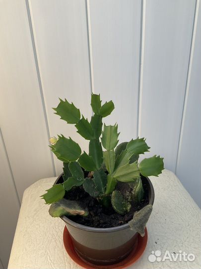 Декабрист шлюмбергера