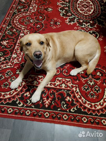 Передержка собак и кошек