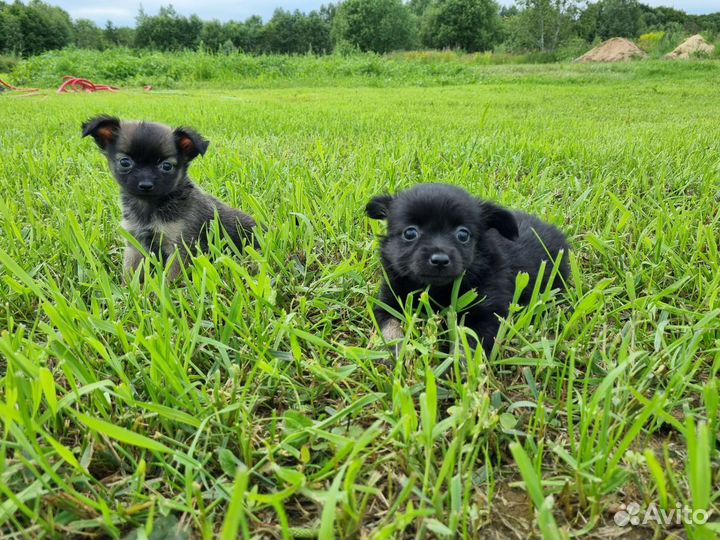 Щенки чихуахуа