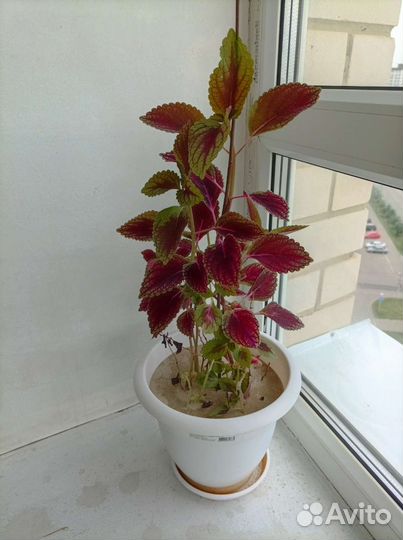 Колеус куст