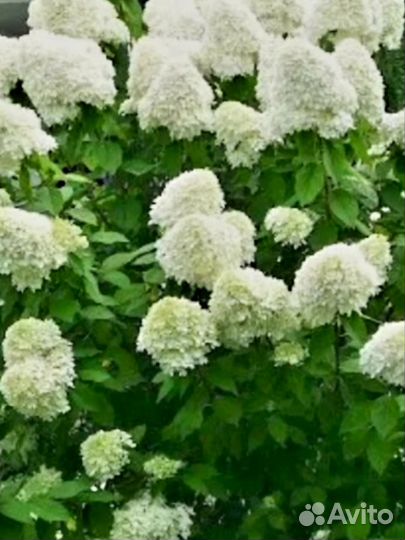 Гортензии метельчатые Полар бир