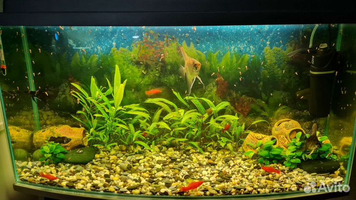 Улитка Мелания