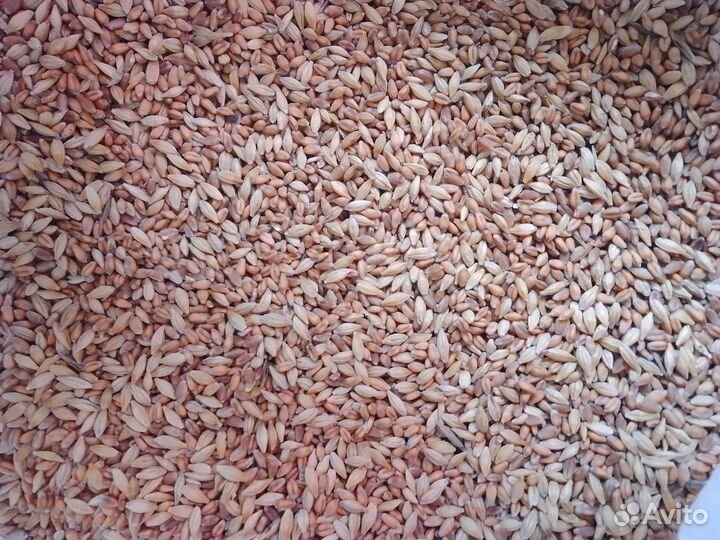 Зерно смесь