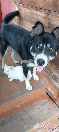 Собака в добрые руки отдам бесплатно