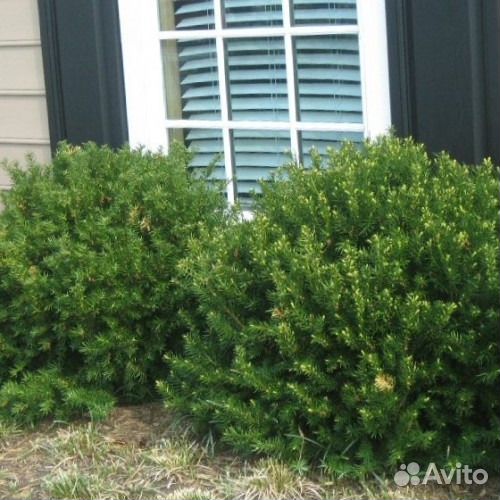 Тисс средний Dansiformis