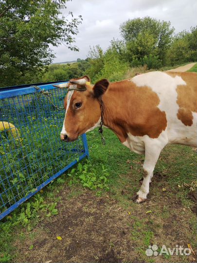 Корова стельная дойная