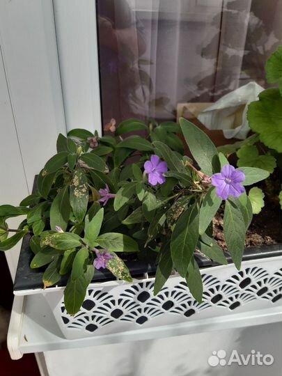 Комнатные растения цветы большие