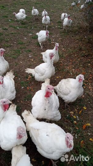 Мясо индюка