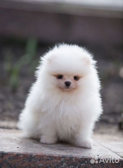 Щенки шпица