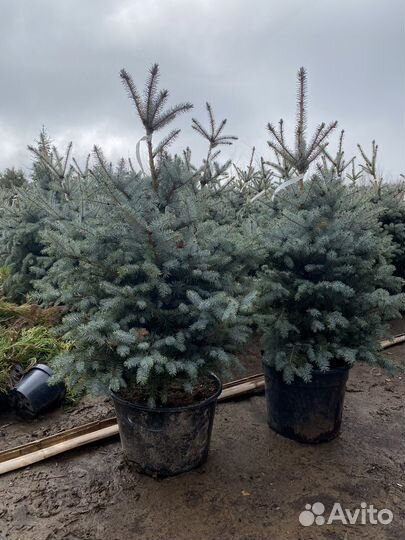 Ель голубая блю даймонд