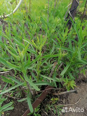 Лаванда душица, чабрец, мелисса