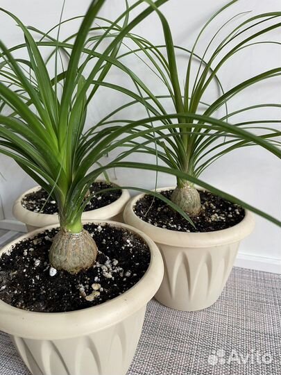 Бокарнея нолина