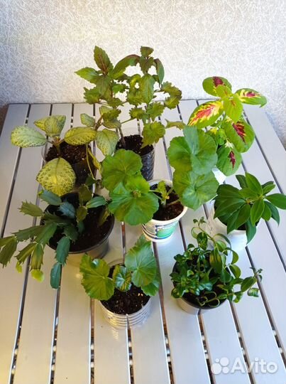 Комнатные цветы цветущие