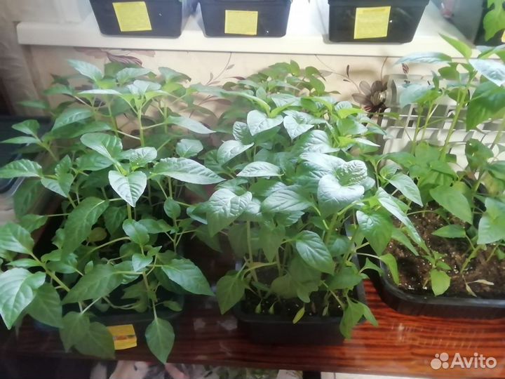 Перец Болгарский сладкий и острый