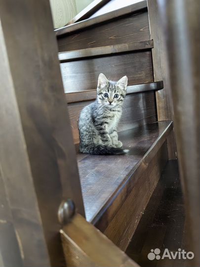 Котята в добрые руки даром девочка
