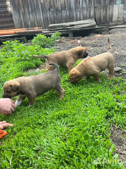 Щенки