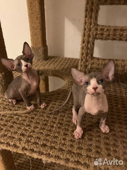 Канадский сфинксы