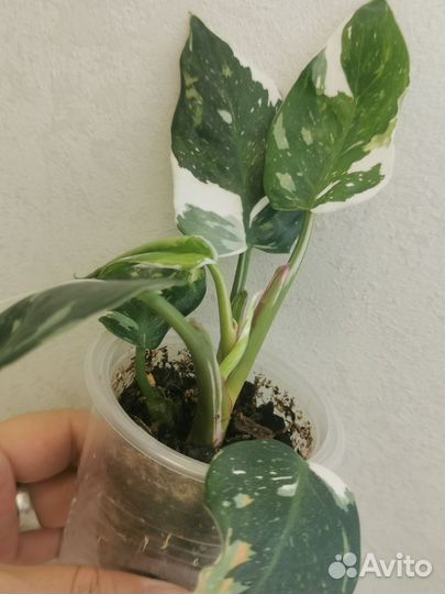 Филодендроны белая и розовая принцесса