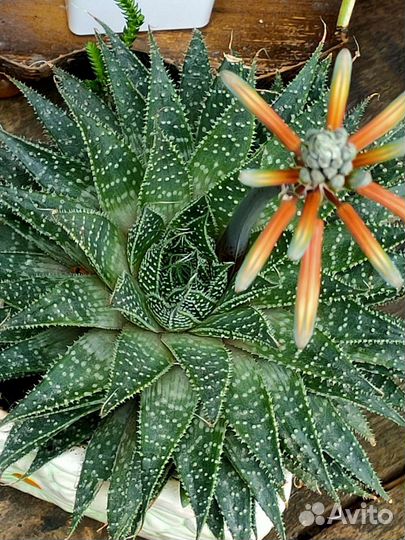 Хавортии и гастерии