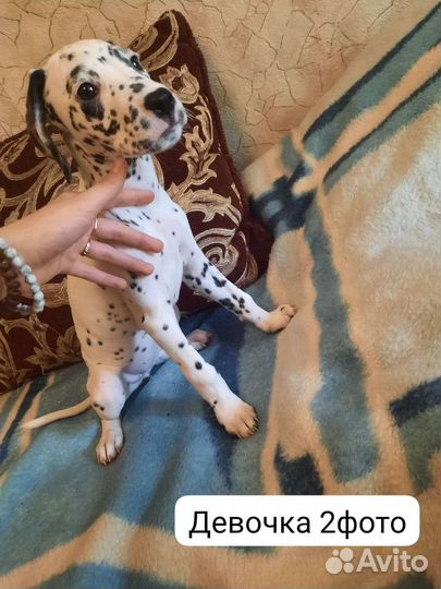 Щенки далматина