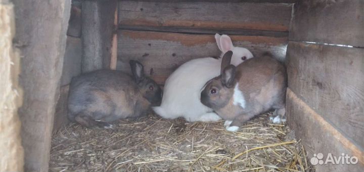Декоративные кролики