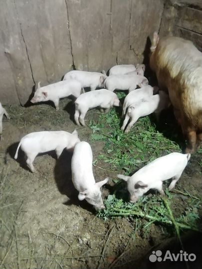 Поросята помесь ландрас с венгерской мангалицей