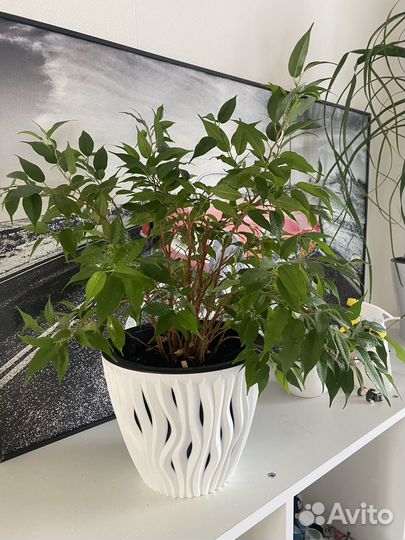 Фикус Бенджамина Наташа