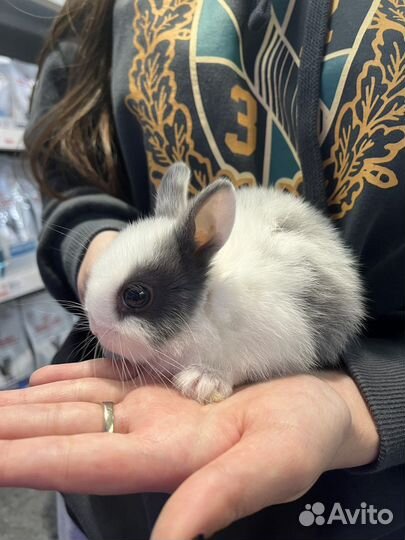 Кролик карликовый минор