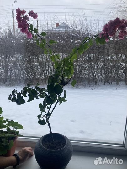 Бугенвиллия