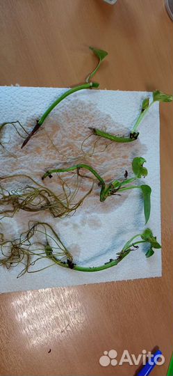 Сциндапсус обмен комнатное растение